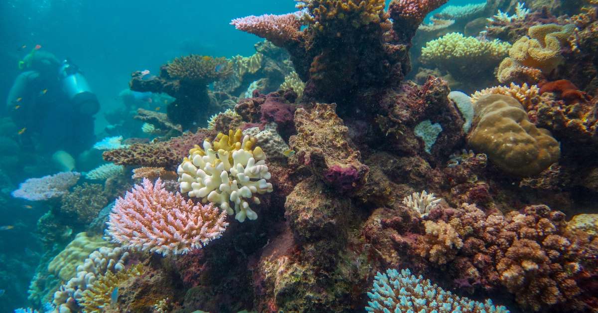 Great barrier reef Australia